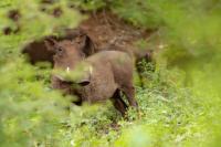 Common warthog