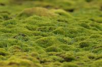 Spitsbergen landscape (July)