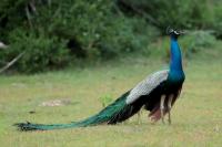 Pavo cristatus