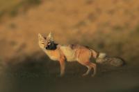 Mongolia fauna 