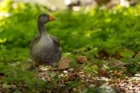 London-St James's Park