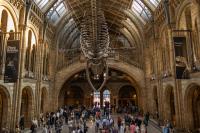 London - Natural History Museum UK