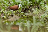 Actophilornis africanus