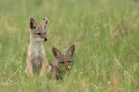 Black-backed jackal