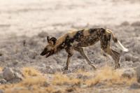 African wild dog