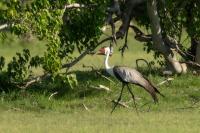 Grus carunculata