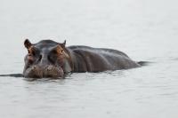 Common hippopotamus