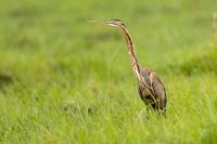 Ardea purpurea