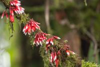 ECUADOR -FLOWERS