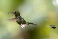 ECUADOR-FAUNA