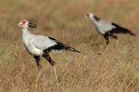 ETHIOPIA FAUNA