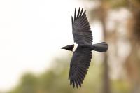 Corvus albus