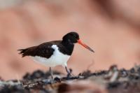 Haematopus ostralegus