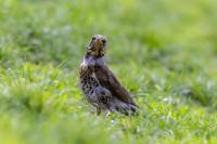 Turdus pilaris