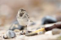 Motacilla alba