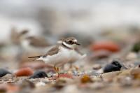 Charadrius hiaticula