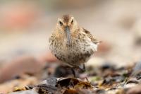 Calidris alpina