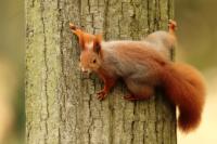 Red squirrel