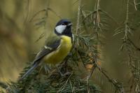 Parus major