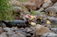 Madeira fauna