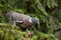 Columba palumbus