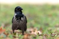 Corvus cornix