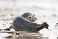 Grey seal