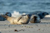 Harbor seal