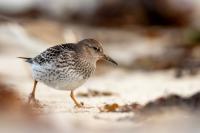 Calidris maritima