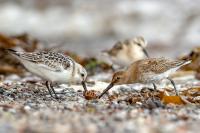 Calidris alba