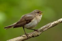 Phylloscopus collybita