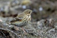 Anthus trivialis