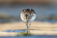 Calidris falcinellus