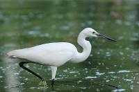 Egretta garzetta