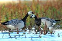 Branta leucopsis