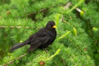 Turdus merula