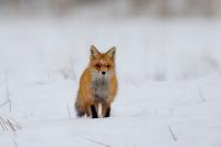 Red fox