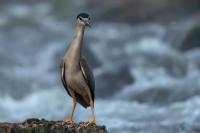 Nycticorax nycticorax