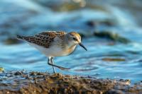 Calidris minuta