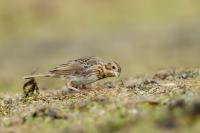 Emberiza calandra