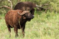 African buffalo