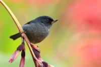 Costa Rica fauna