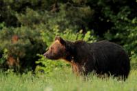 Brown bear