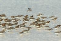 Calidris ferruginea