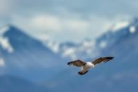 Larus dominicanus