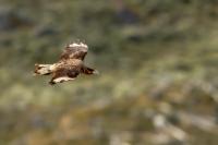 Caracara plancus