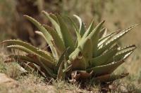 Tanzania-FLORA