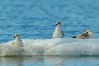 Fulmarus glacialis