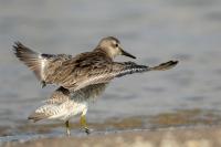 Calidris canutus