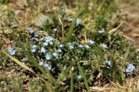 Mongolia flora